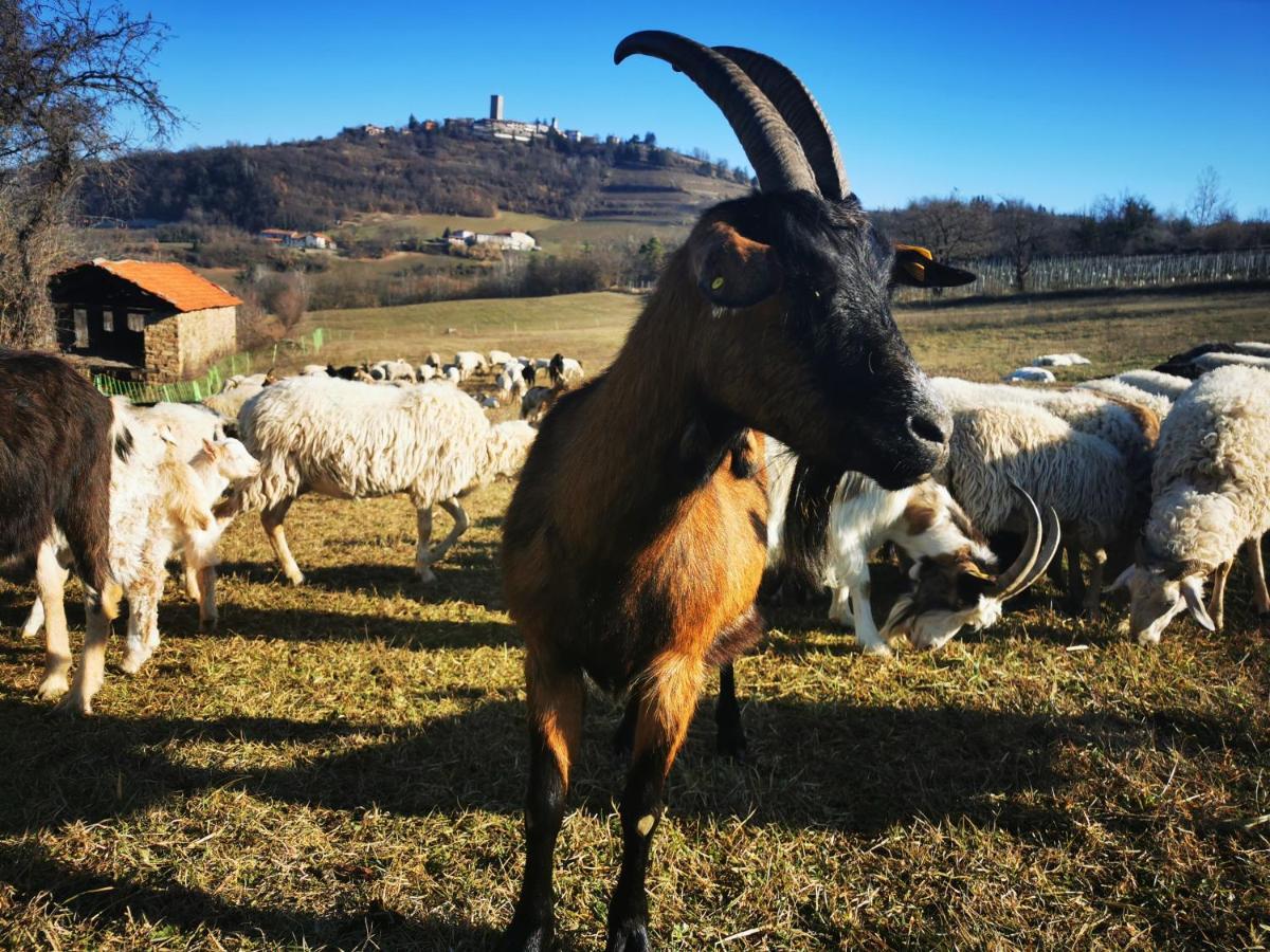 Agriturismo La Margherita San Giorgio Scarampi Екстериор снимка