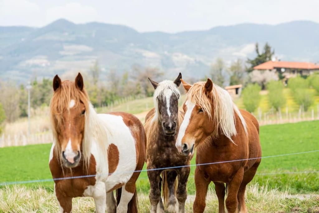 Agriturismo La Margherita San Giorgio Scarampi Екстериор снимка